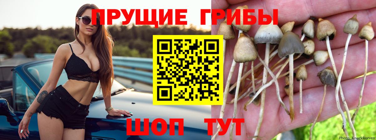 Галлюциногенные грибы мицелий  Галлюциногенные грибы Psilocybe  Бердск 